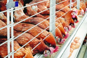 ЕС снял все ограничения на ввоз продукции птицеводства из Украины