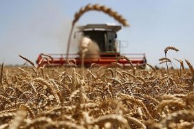 Україна подає позови до СОТ проти Польщі, Словаччини та Угорщини через заборону імпорту зерна