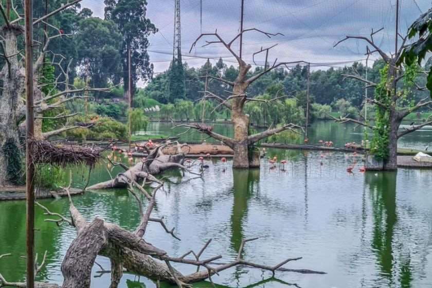 შეკვეთილის დენდროლოგიური პარკი – სამწუხაროდ, მავანთა წადილმა თავისას მიაღწია, რვავე ბაობაბის ხე გახმა