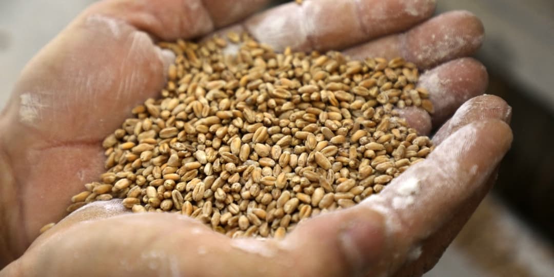 Gov’t claims to encourage local production as wheat price surges amid war