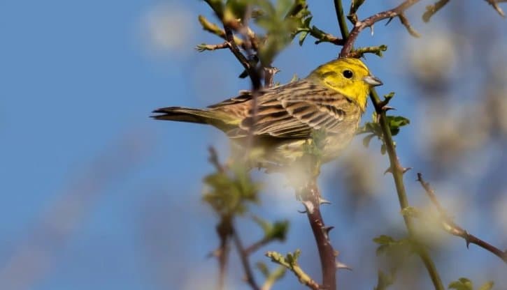 12-14 მარტს მოსალოდნელი ამინდი საქართველოში