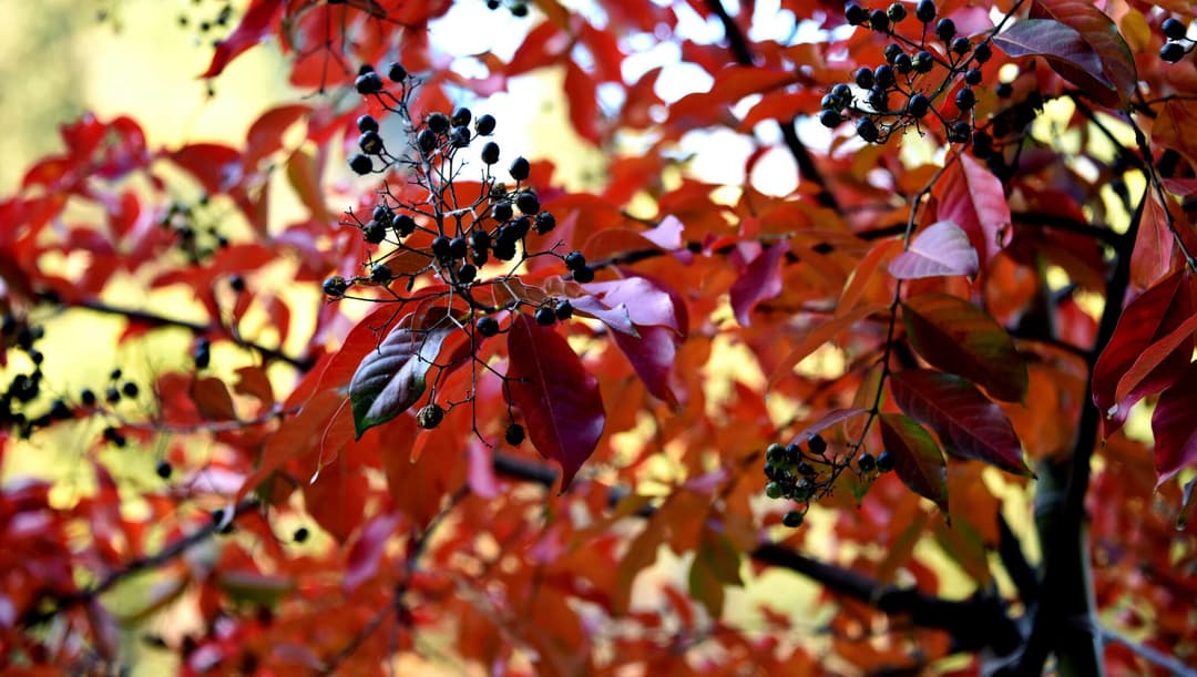 3 ოქტომბრამდე მოსალოდნელი ამინდი საქართველოში