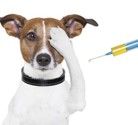 ცოფის დადასტურების გამო ქობულეთის 4 სოფელი კარანტინშია