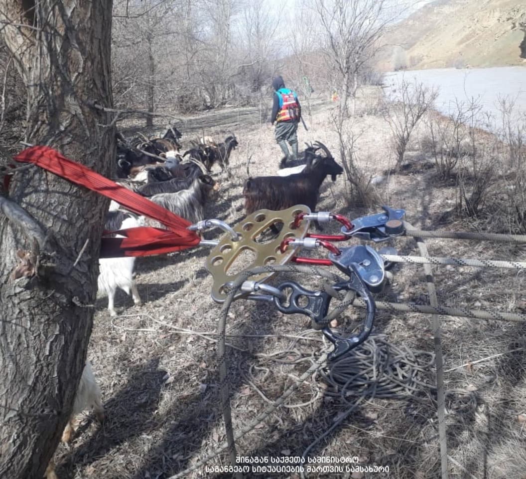 ქვახვრელთან წარმოქმნილი კუნძულიდან მეხანძრე-მაშველებმა წვრილფეხა პირუტყვის გამოყვანა დაიწყეს