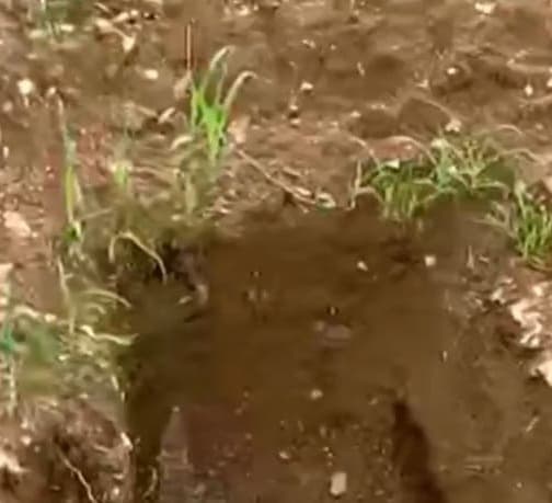 სოფელ ონჭეიშში საფლავებიდან მიცვალებულების გადასვენება მიმდინარეობს