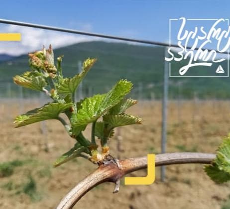 თიბისი ბიზნესის მხარდაჭერით კომპანია “სულა” კახეთში მეღვინეობას აფართოვებს