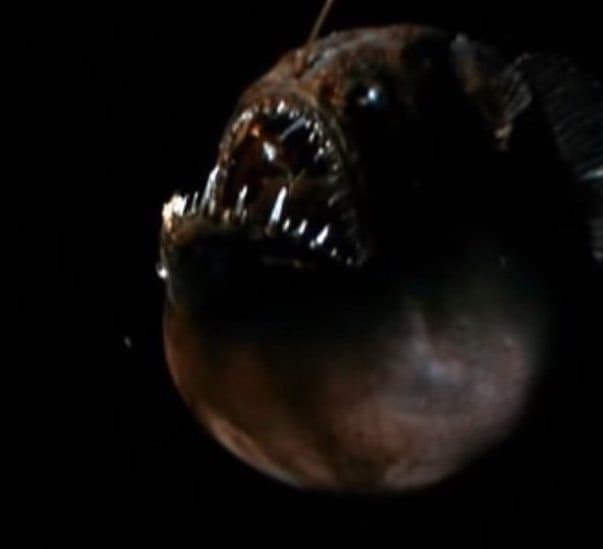 Spooky ‘Finding Nemo’ fish washes up on California beach