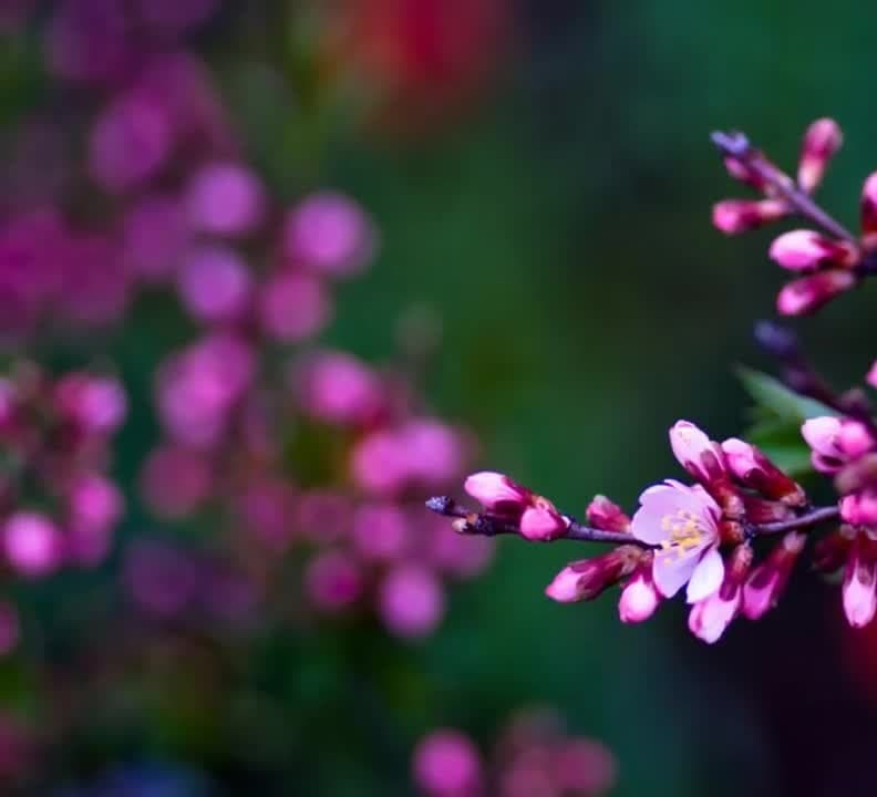 15-17 მაისს მოსალოდნელი ამინდი საქართველოში