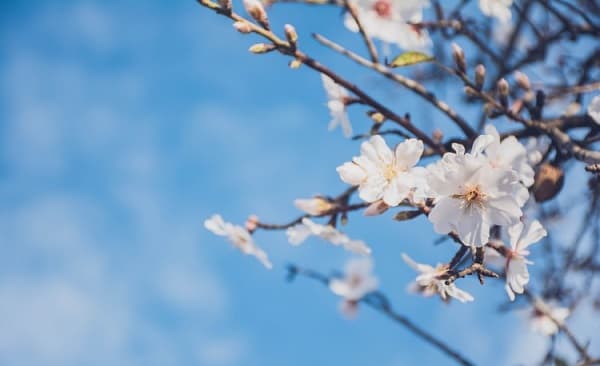 1 ივნისამდე მოსალოდნელი ამინდი საქართველოში