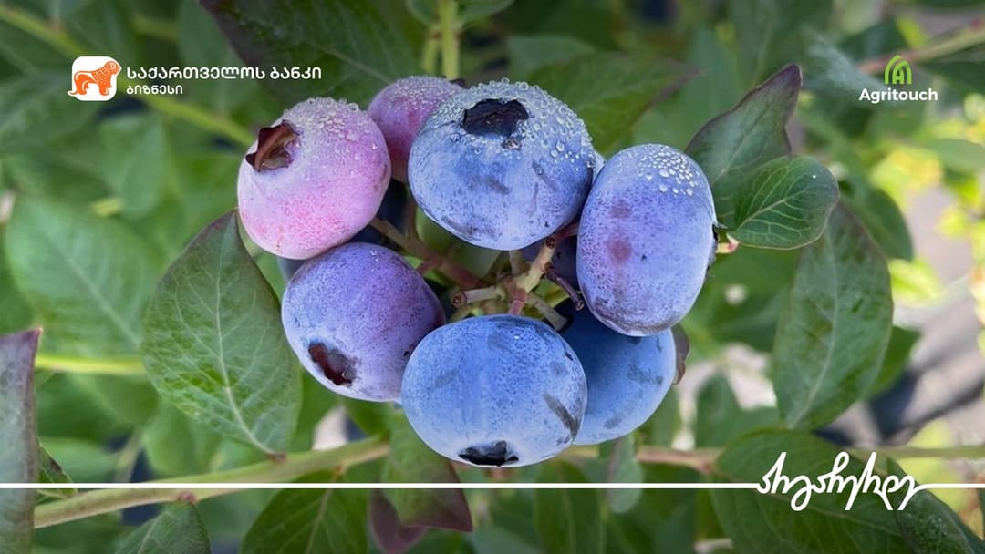 “საქართველოს ბანკი” და “აგრითაჩი“ მცირე და საშუალო ზომის აგრობიზნესებს ახალ შესაძლებლობას სთავაზობენ