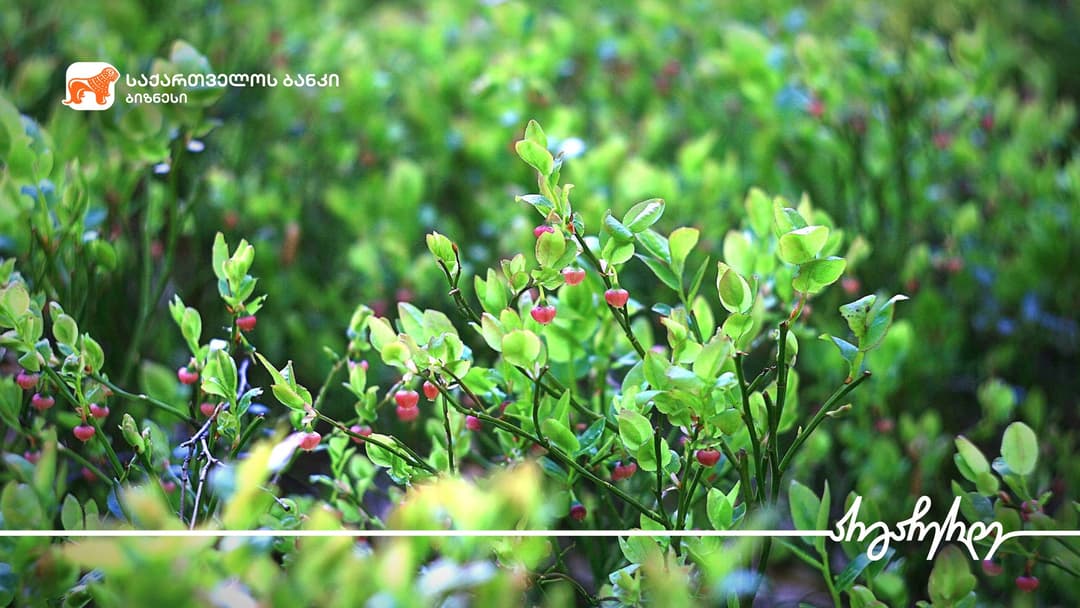 “საქართველოს ბანკის” მხარდაჭერით ქობულეთში მოცვის პლანტაციები გაშენდა