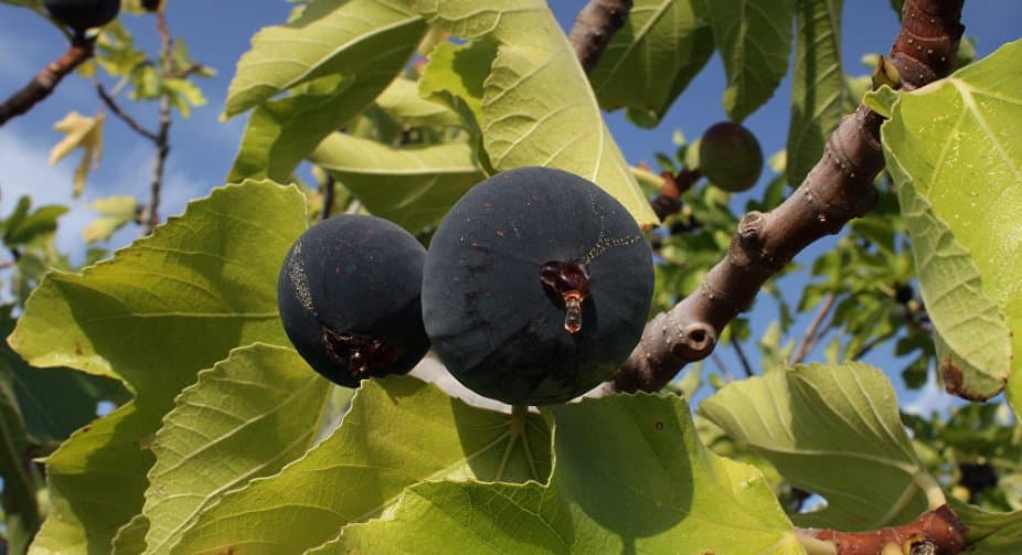 Two teenagers were placed in the clinic with burns obtained from boiled fig