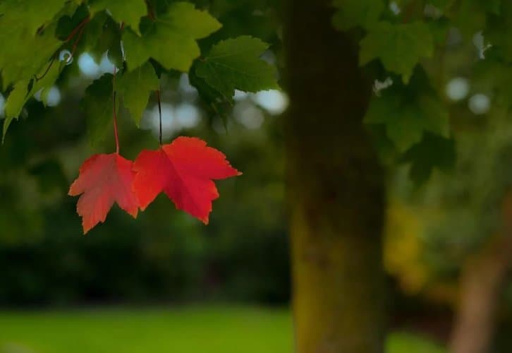 25-27 სექტემბერს მოსალოდნელი ამინდი საქართველოში