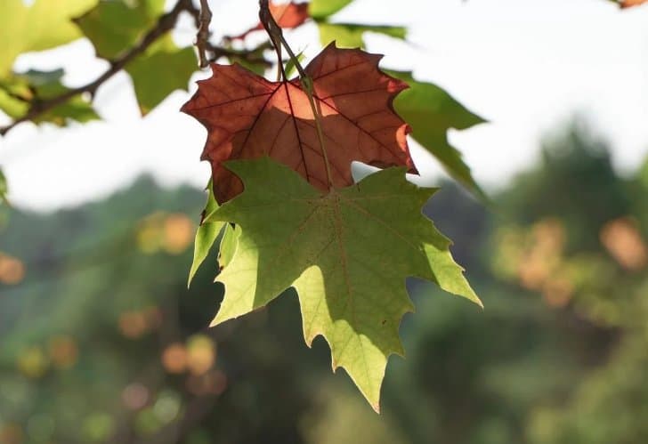 29 სექტემბრამდე მოსალოდნელი ამინდი საქართველოში