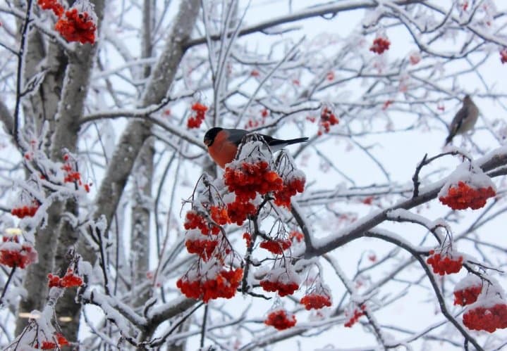 ძლიერი თოვა, ქარი, ნისლი და ქარბუქი საქართველოში 26 დეკემბრის დღის მეორე ნახევრამდე შენარჩუნდება