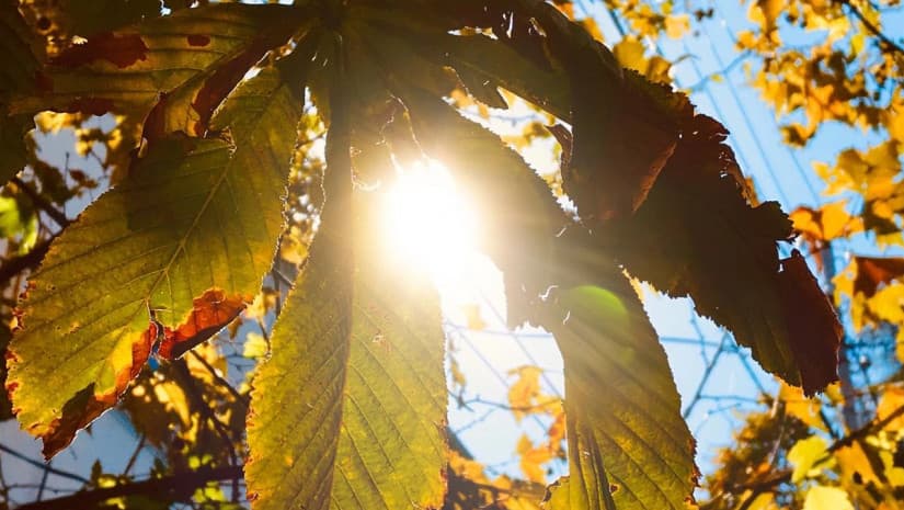 დღეიდან საქართველოში ტემპერატურის მნიშვნელოვანი კლებაა მოსალოდნელი