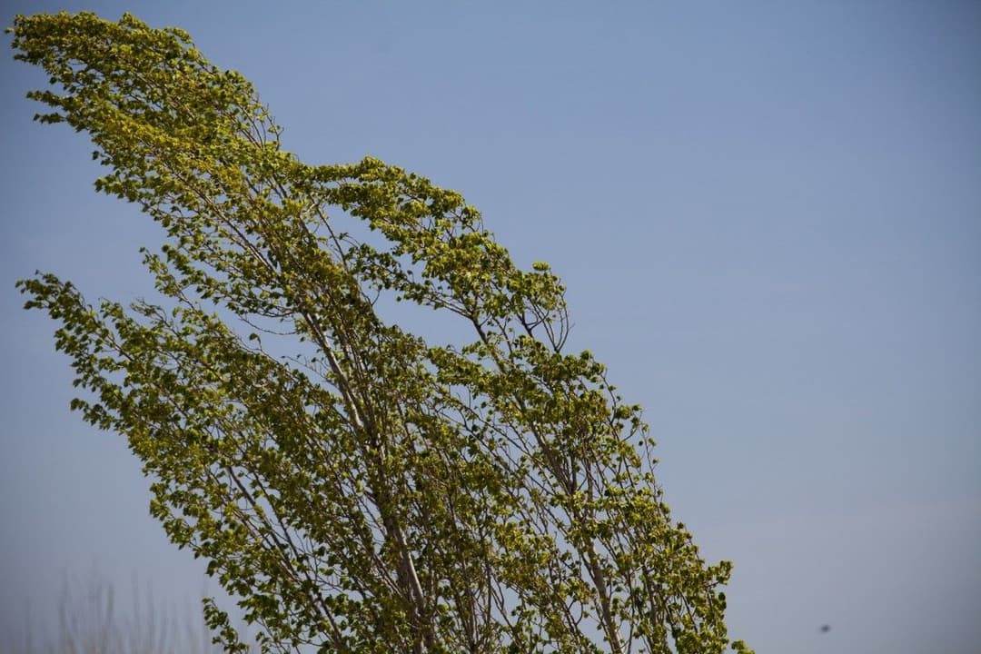 საქართველოში ძლიერი ქარია მოსალოდნელი