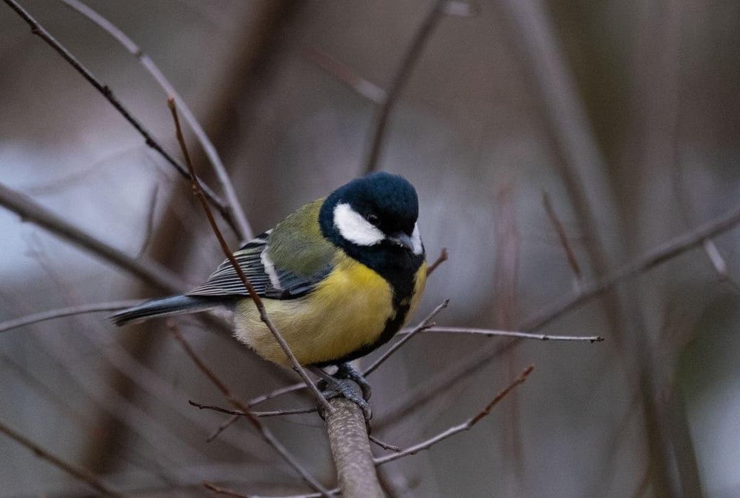 15-18 მარტს მოსალოდნელი ამინდი საქართველოში