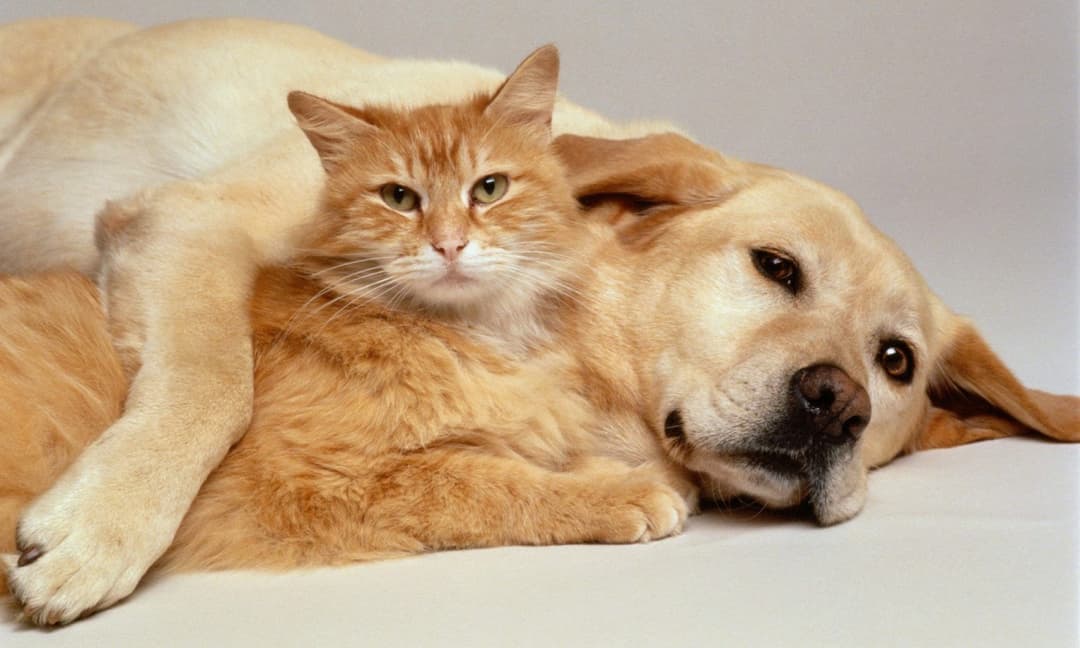 პარლამენტი “შინაურ ბინადარ ცხოველთა შესახებ” კანონპროექტის განხილვას იწყებს