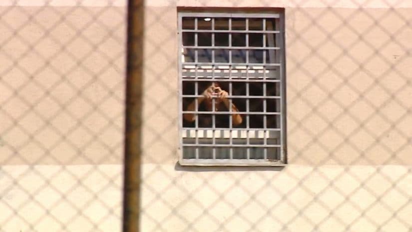 მიხეილ სააკაშვილის ციხის ფანჯარასთან გამოჩენის გამო, გენინსპექციამ მოკვლევა დაიწყო