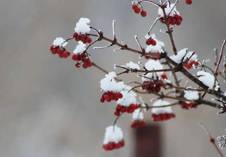 17-18 დეკემბერს მოსალოდნელი ამინდი საქართველოში