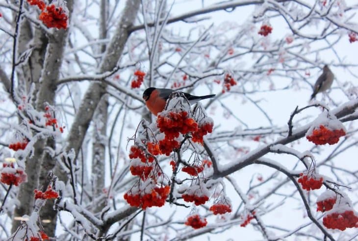 აღმოსავლეთ საქართველოში ძლიერი თოვაა მოსალოდნელი