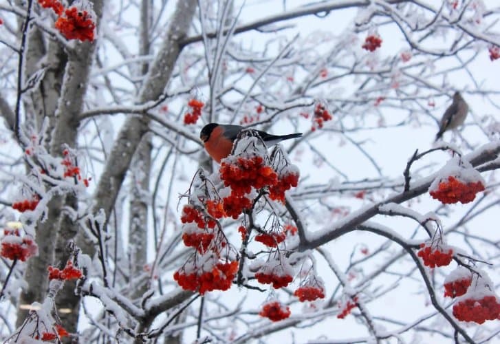 27 იანვრიდან 28 იანვრის დილამდე საქართველოს მთიან რეგიონებში თოვლია მოსალოდნელი