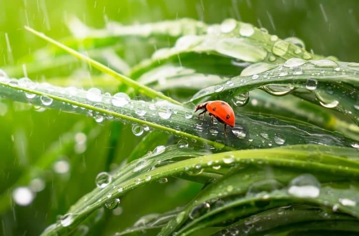 23-25 ივლისს მოსალოდნელი ამინდი საქართველოში