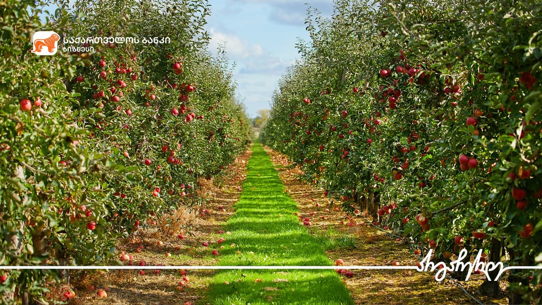 “საქართველოს ბანკთან” პარტნიორობით “ქანდა აგრიქალჩერ“ 100 ჰა-ზე ნუშის და ხეხილის ბაღებს გააშენებს