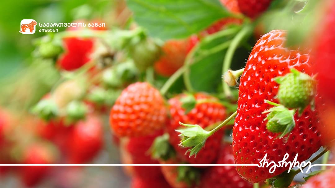 “საქართველოს ბანკთან” პარტნიორობით სენაკში აგრომეურნეობა ფართოვდება