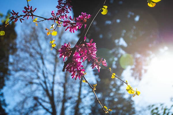 8 ივლისამდე მოსალოდნელი ამინდი საქართველოში