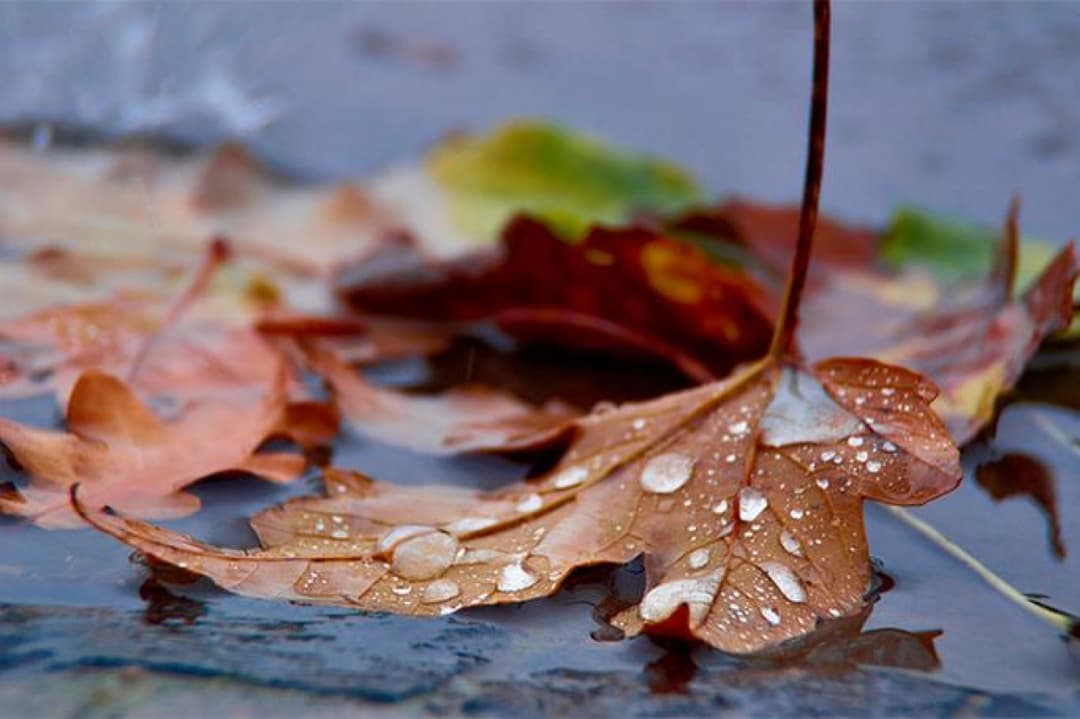 11 ოქტომბრამდე მოსალოდნელი ამინდი საქართველოში