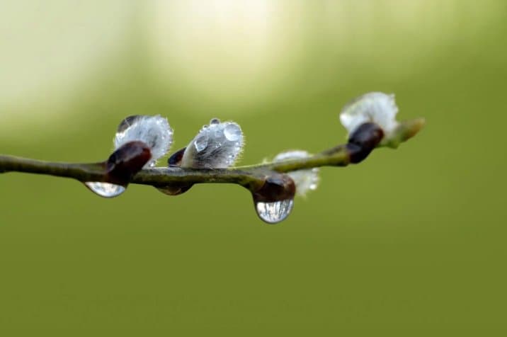 17 მარტამდე მოსალოდნელი ამინდი საქართველოში