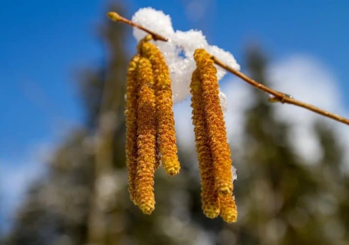 15-18 იანვარს მოსალოდნელი ამინდი საქართველოში