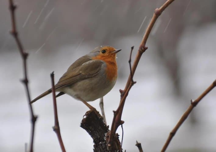 1-3 თებერვალს მოსალოდნელი ამინდი საქართველოში