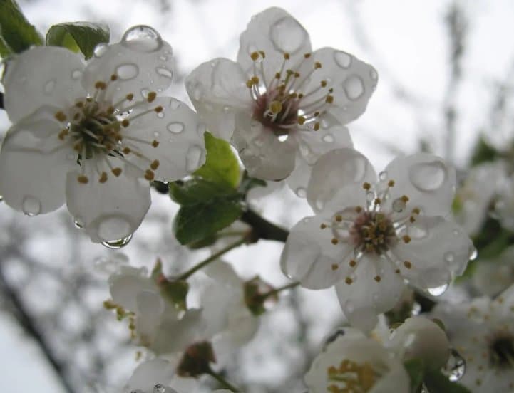 9-11 აპრილს მოსალოდნელი ამინდი საქართველოში