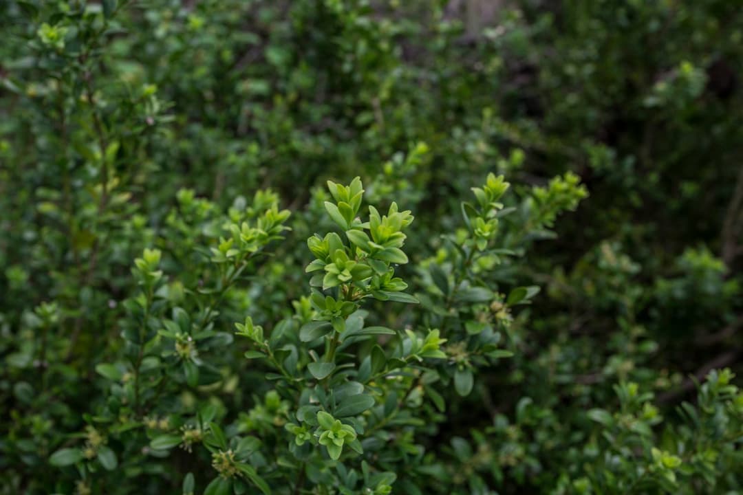 მართლმადიდებელი ეკლესია ბზობას აღნიშნავს