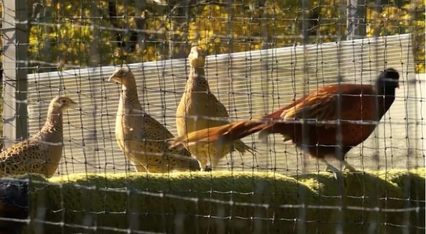 გადაშენების პირას მყოფი კოლხური ხოხობი ბუნებას უბრუნდება, მასშტაბურ პროექტს “აგრო ქართუ“ ახორციელებს
