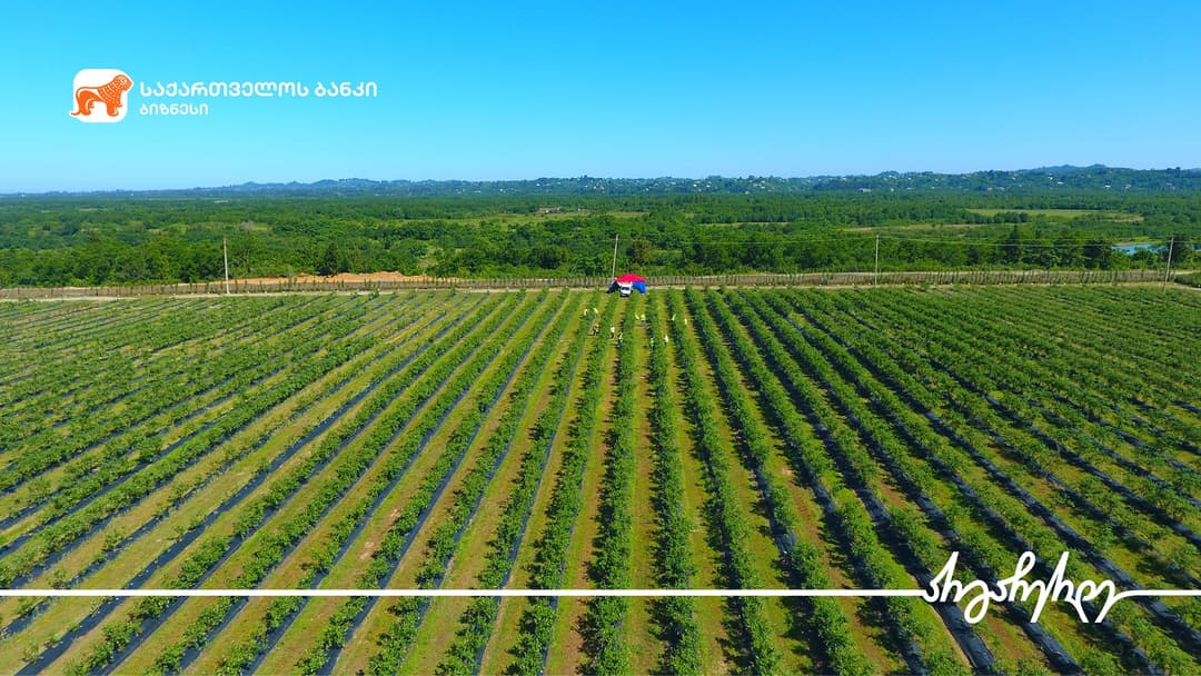 “საქართველოს ბანკის” მხარდაჭერით „ლურჯი ველი“ მოცვის წარმოებას აფართოებს