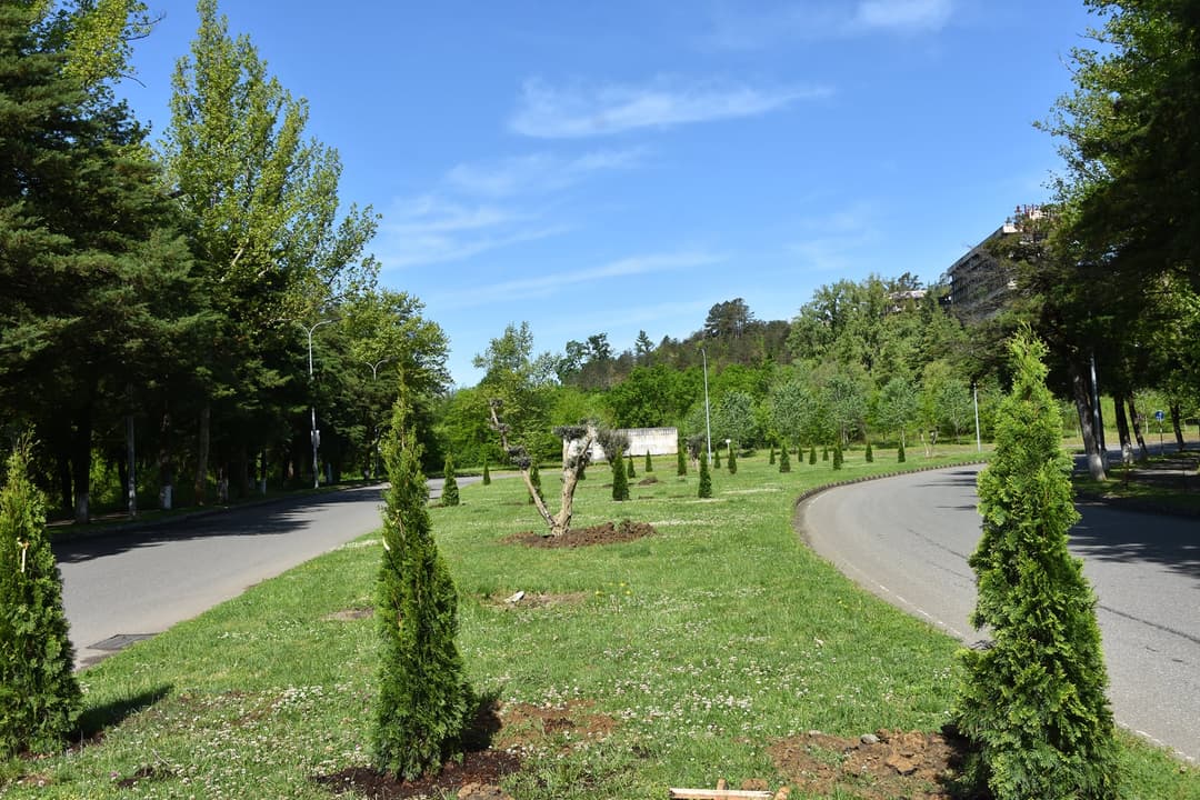 წყალტუბოს შესასვლელში მარადმწვანე ხე-მცენარეების გაშენება დაიწყო