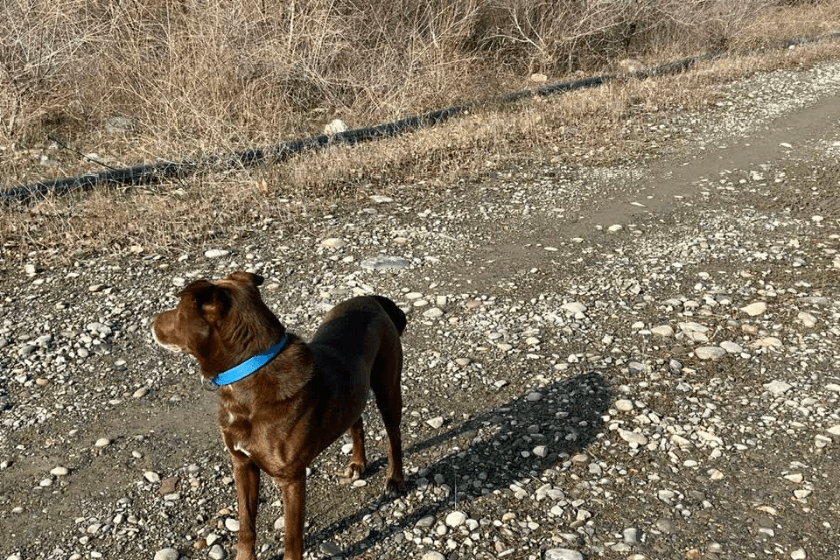 სალომე ზურაბიშვილს ძაღლი დაეკარგა