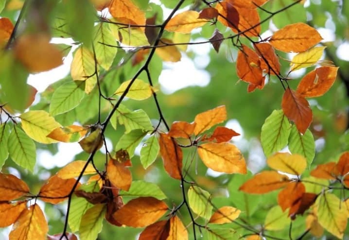 22-24 ოქტომბერს მოსალოდნელი ამინდი საქართველოში