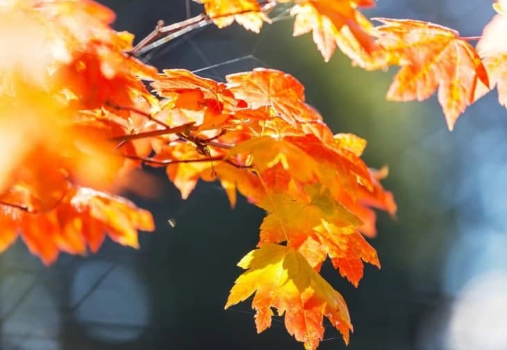 9-11 ნოემბერს მოსალოდნელი ამინდი საქართველოში