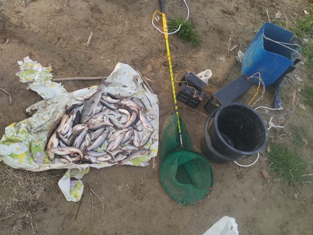 ელექტროიარაღით უკანონო თევზჭერის 3 ფაქტი გამოავლინეს