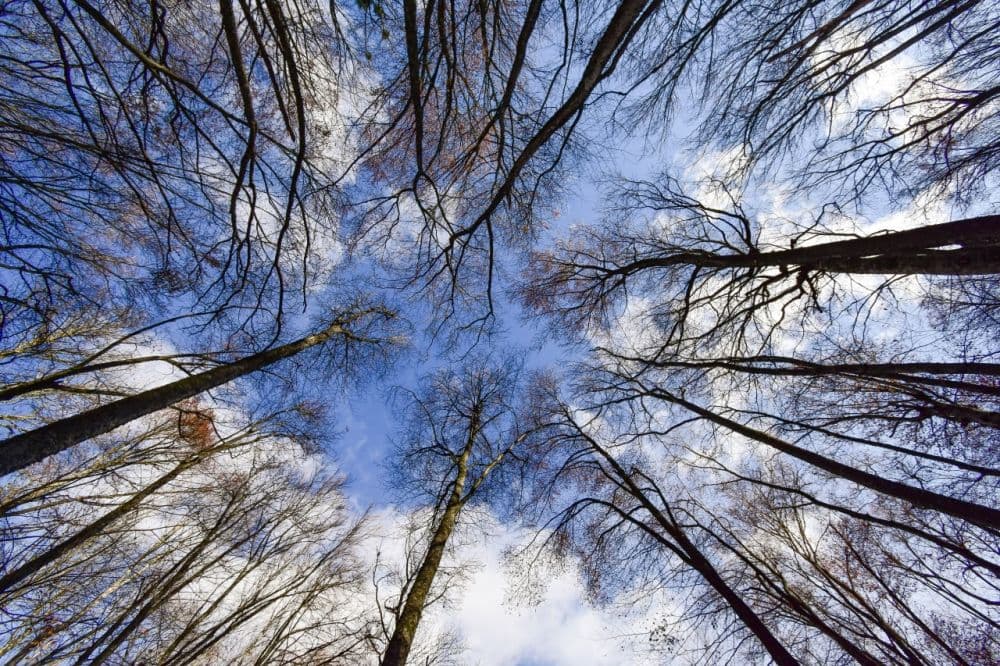 8-10 თებერვალს მოსალოდნელი ამინდი საქართველოში