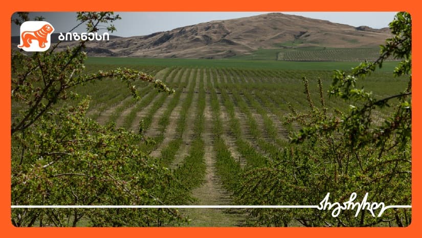 "საქართველოს ბანკის" მხარდაჭერით, შპს  „აგრომაცივარმა“ კახეთში ნუშისა და ხეხილის ბაღები გააშენა