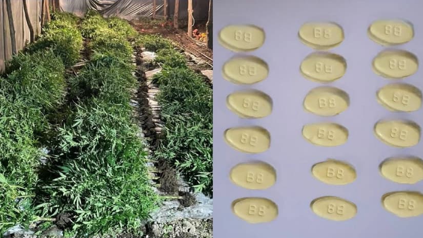 კახეთის პოლიციამ განსაკუთრებით დიდი ოდენობით ნარკოტიკი ამოიღო - დაკავებულია 5 პირი