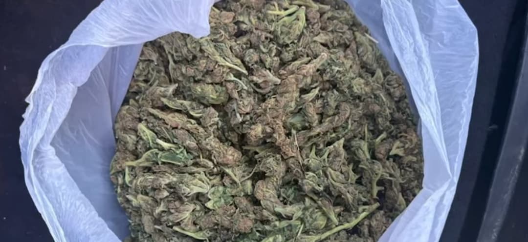 კახეთის პოლიციამ ნარკოდანაშაულის ბრალდებით ოთხი პირი დააკავა - ამოღებულია განსაკუთრებით დიდი ოდენობით "მარიხუანა"