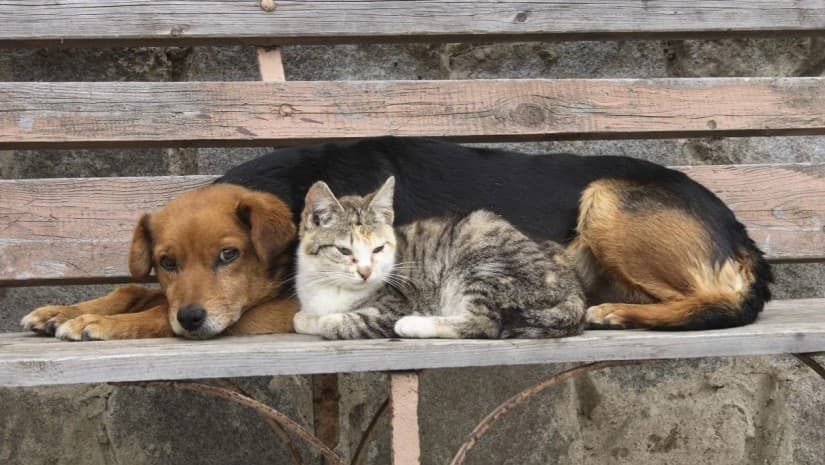 რეგიონებში უპატრონო/მიკედლებული ცხოველების პოპულაციის მართვისა და აღრიცხვის საპილოტე პროგრამა დაიწყო 