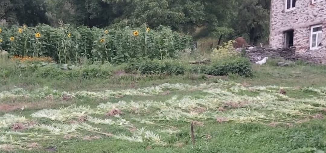 რაჭა-ლეჩხუმისა და ქვემო სვანეთის პოლიციამ ნარკოდანაშაულის ბრალდებით 1 პირი დააკავა